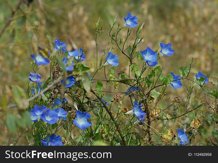 Blue, Plant, Flora, Flower