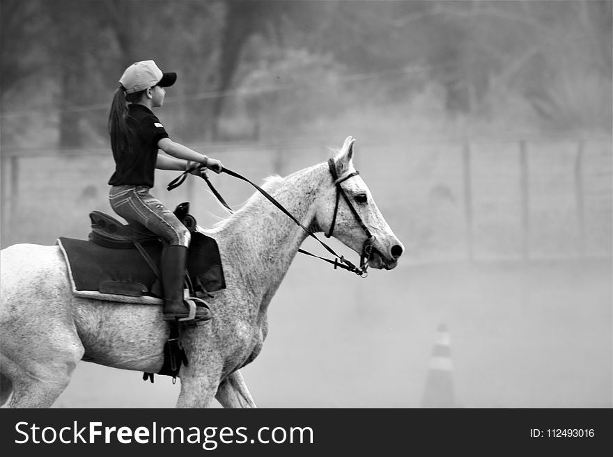 Horse, Rein, Black And White, Bridle