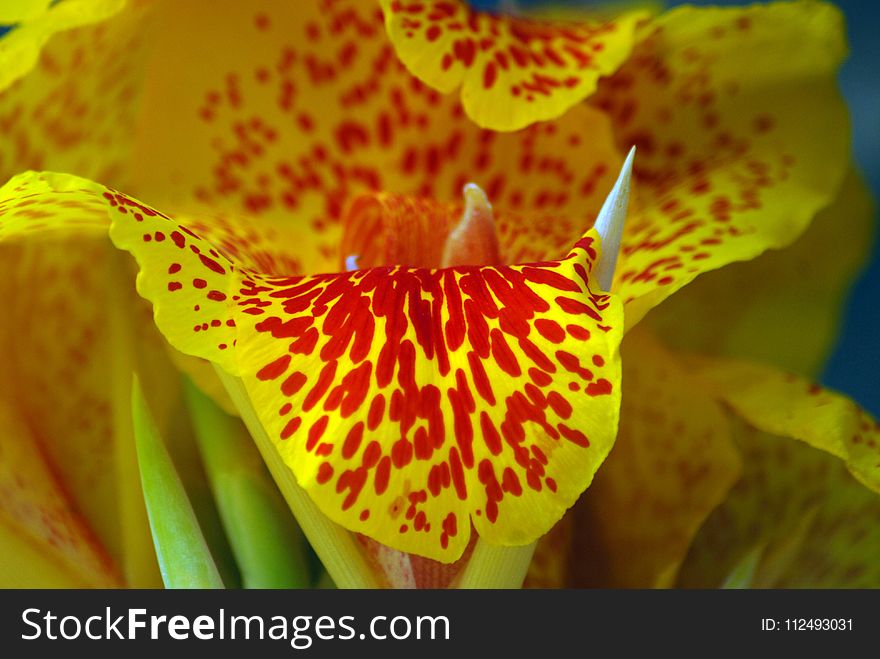 Flower, Yellow, Flora, Close Up