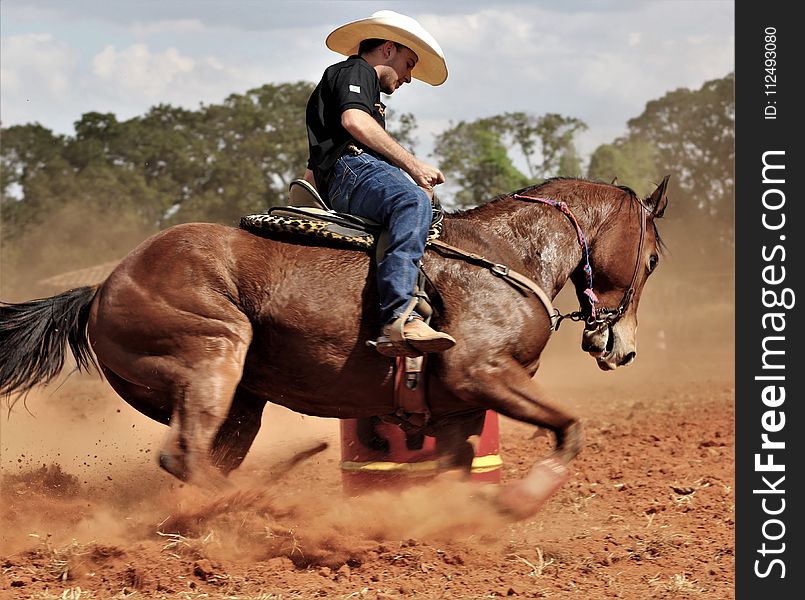 Rein, Horse, Bridle, Horse Tack