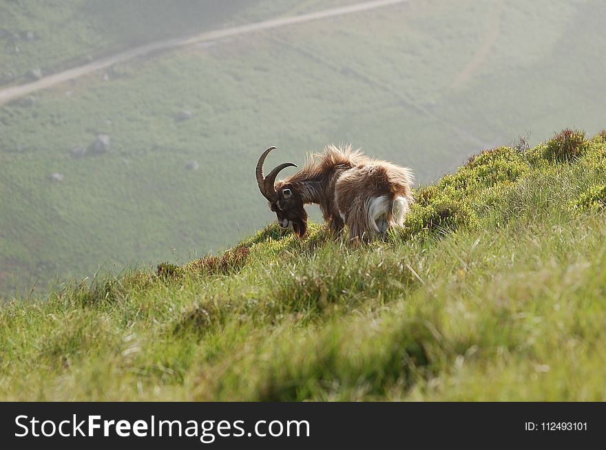 Wildlife, Fauna, Grass, Grassland