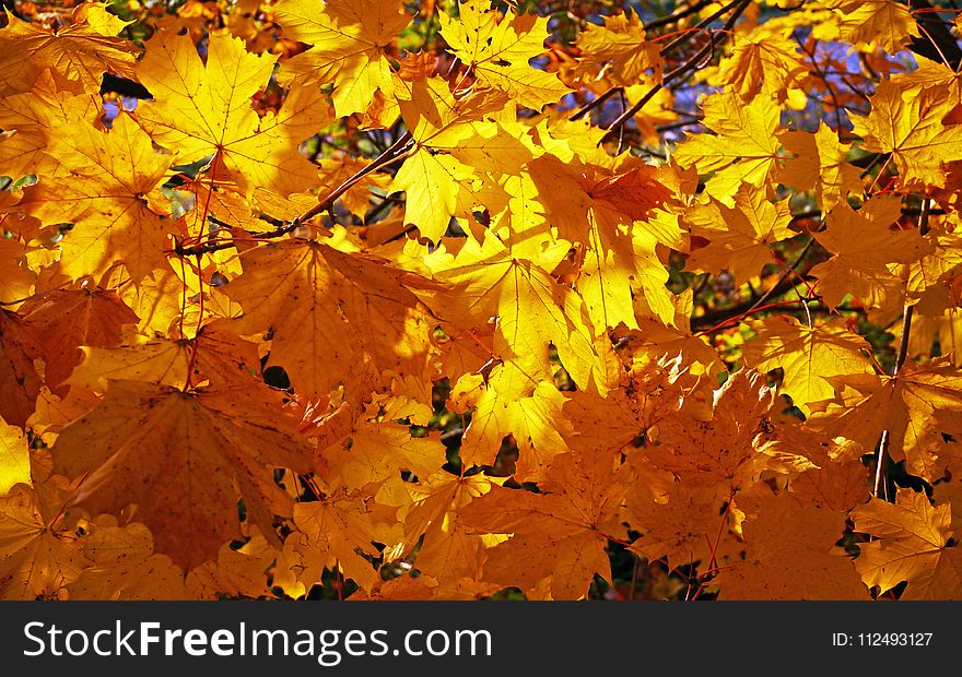 Yellow, Autumn, Leaf, Deciduous