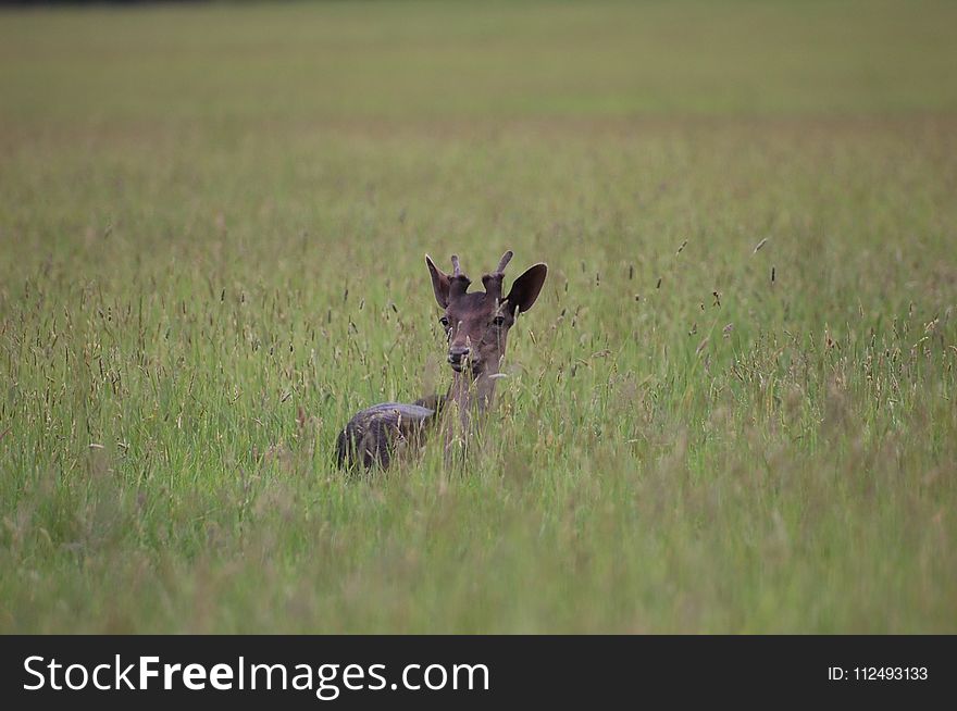 Wildlife, Grassland, Fauna, Ecosystem