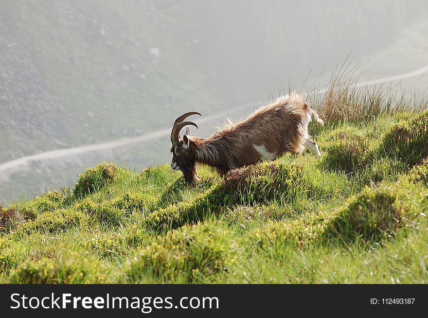 Fauna, Goats, Wildlife, Feral Goat