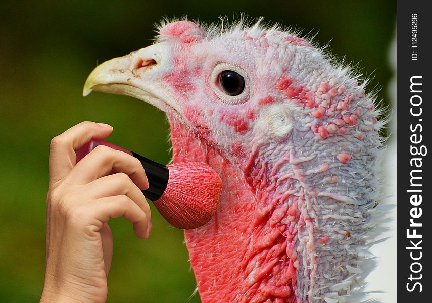 Beak, Domesticated Turkey, Galliformes, Close Up