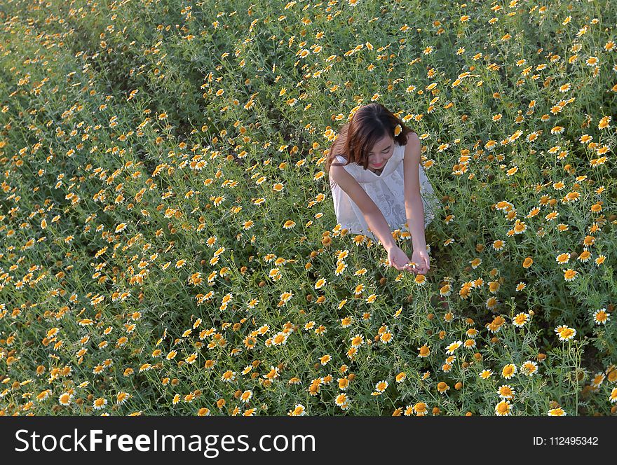 Flower, Field, Plant, Grass