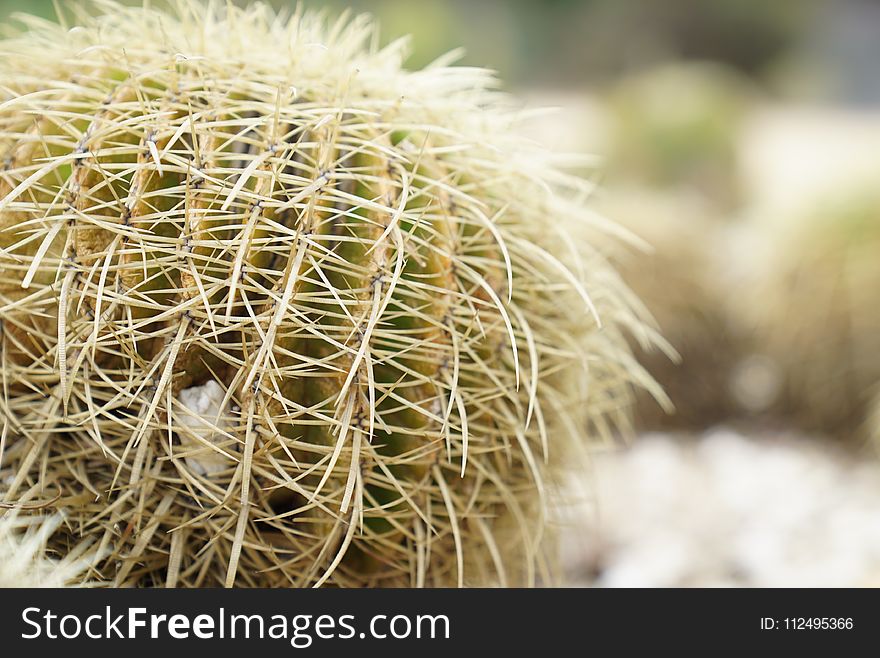 Cactus, Plant, Thorns Spines And Prickles, Flowering Plant