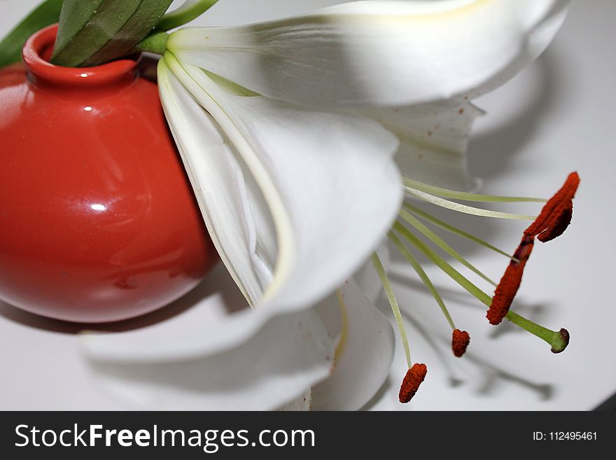 Tableware, Flower, Cup, Still Life Photography