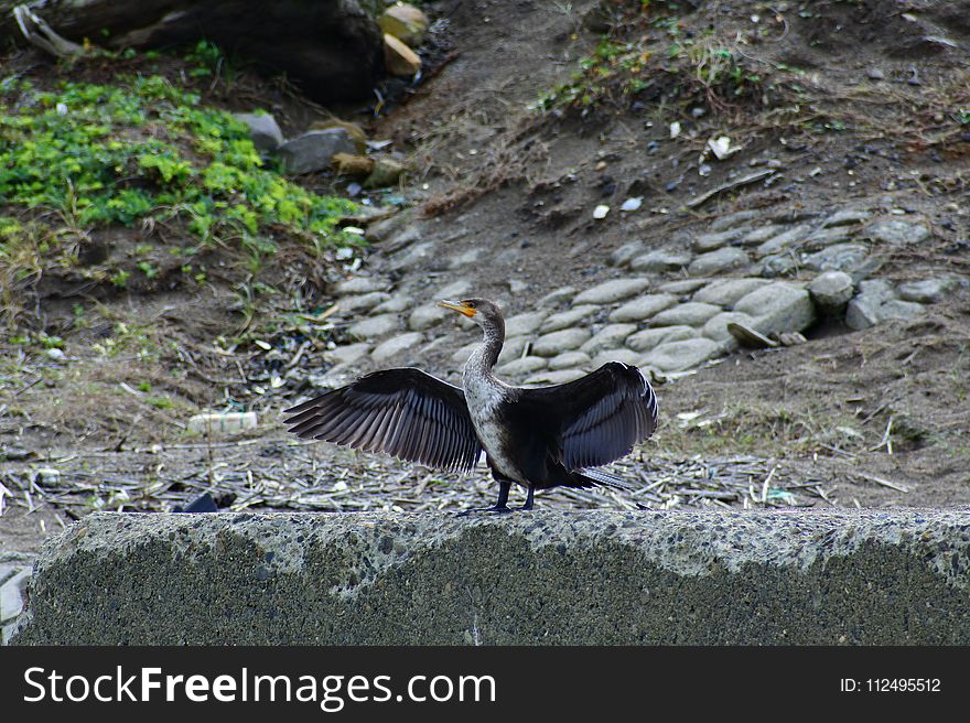 Bird, Fauna, Beak, Wildlife