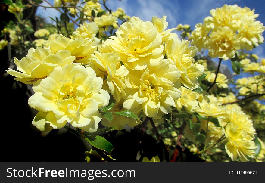 Flower, Yellow, Rose Family, Flowering Plant