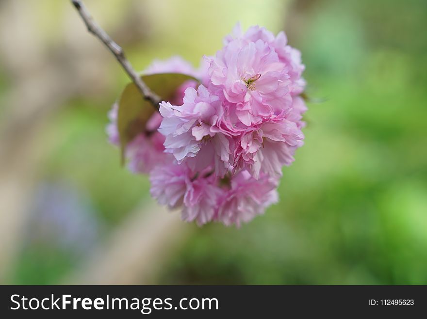 Flower, Pink, Blossom, Spring