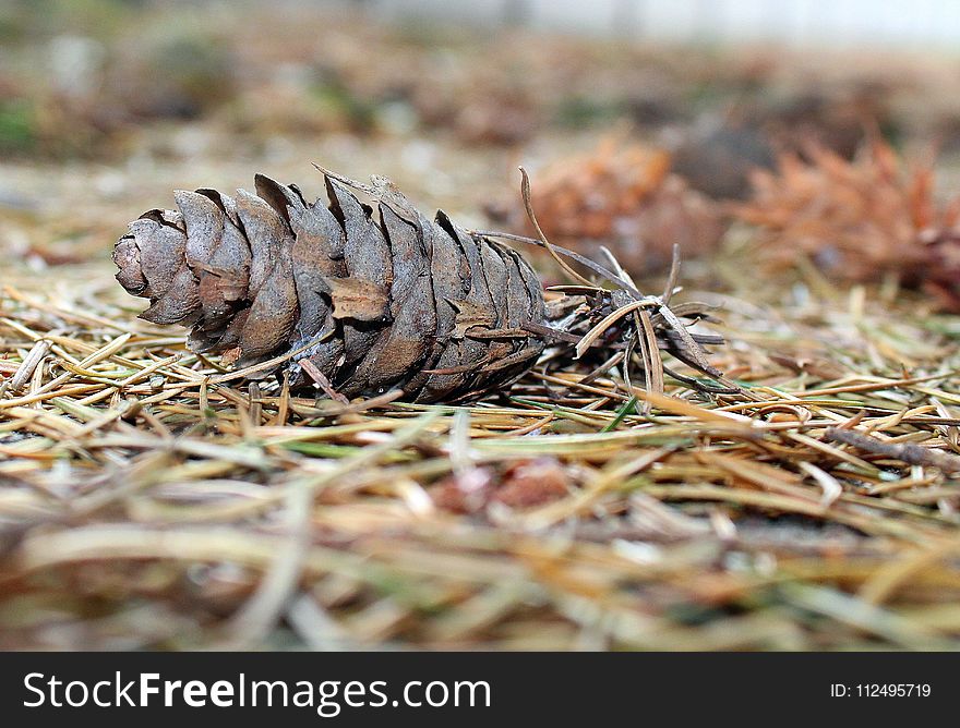 Conifer Cone, Terrestrial Animal, Grass, Tree