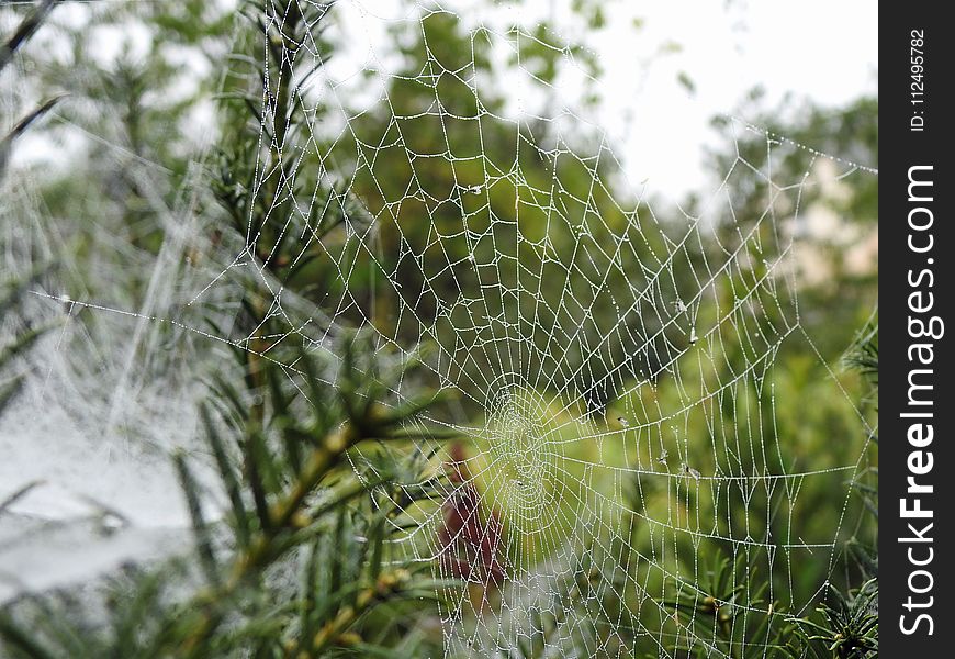 Spider Web, Vegetation, Flora, Leaf