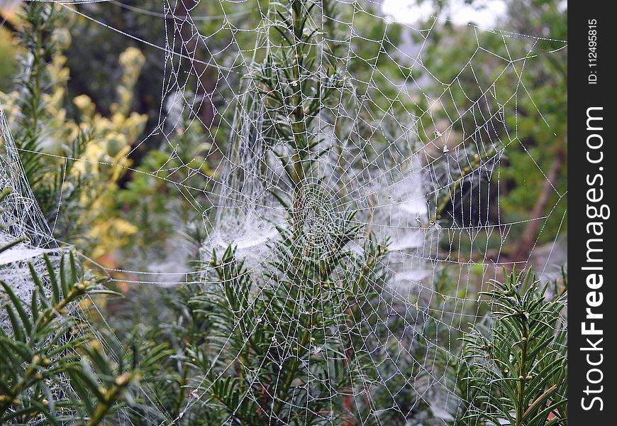 Spider Web, Vegetation, Flora, Plant