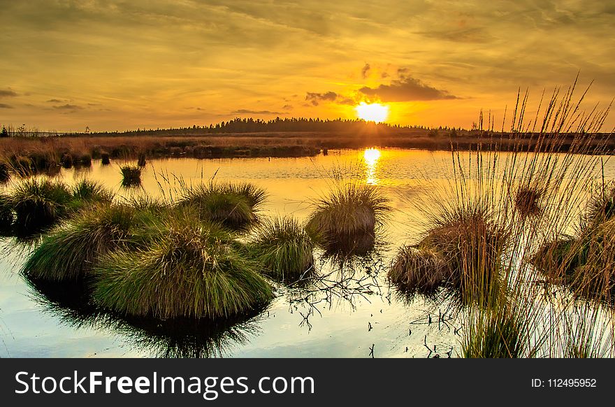 Wetland, Reflection, Marsh, Ecosystem