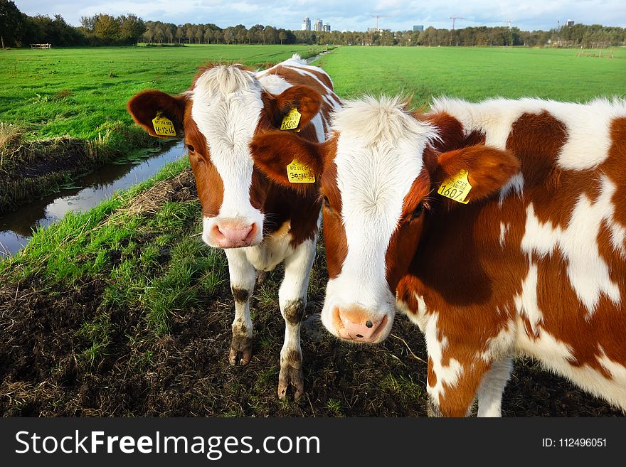 Cattle Like Mammal, Dairy Cow, Pasture, Cow Goat Family