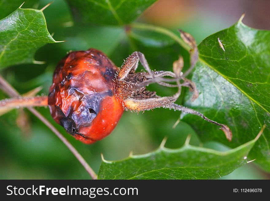 Insect, Macro Photography, Organism, Invertebrate