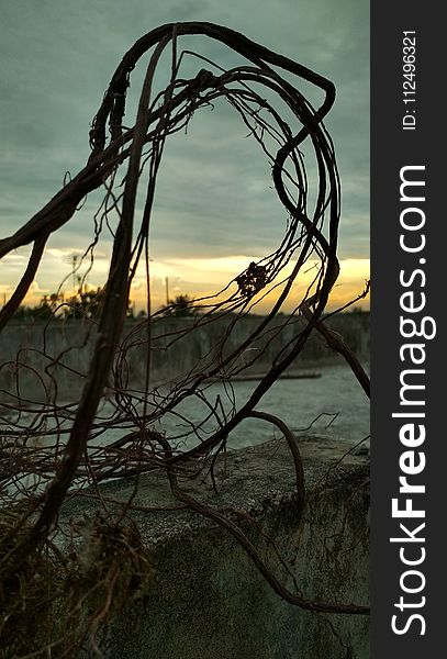 Tree, Sky, Branch, Grass