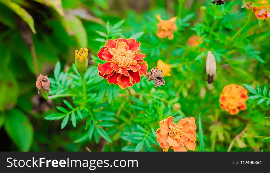 Flower, Flora, Vegetation, Plant