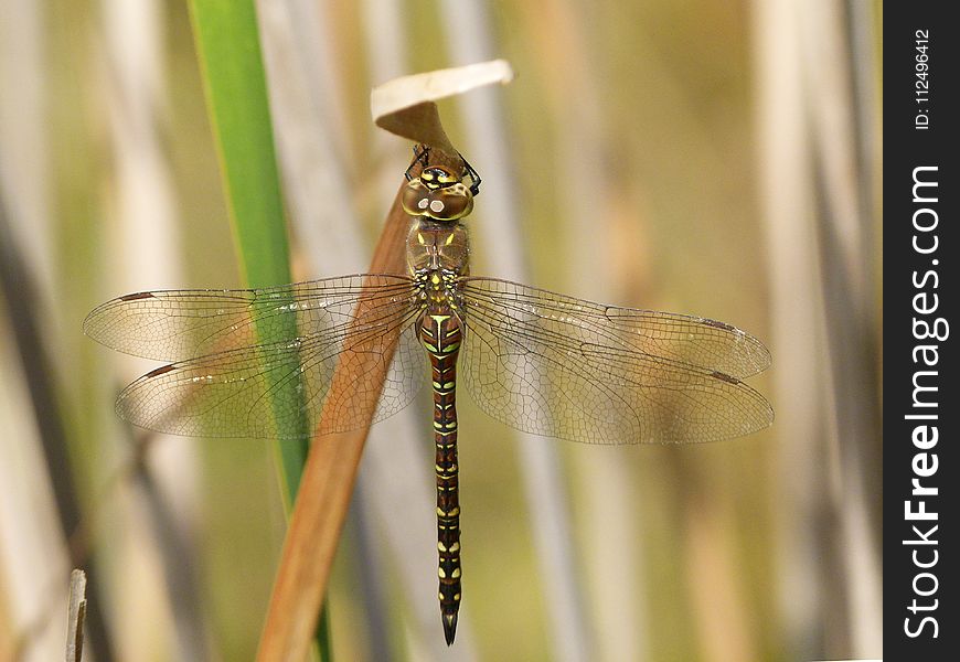Insect, Dragonfly, Damselfly, Dragonflies And Damseflies