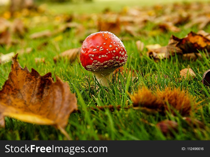 Mushroom, Fungus, Leaf, Grass