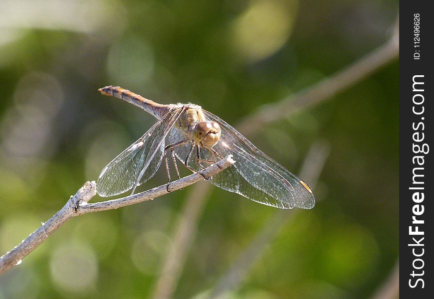 Insect, Dragonfly, Invertebrate, Dragonflies And Damseflies