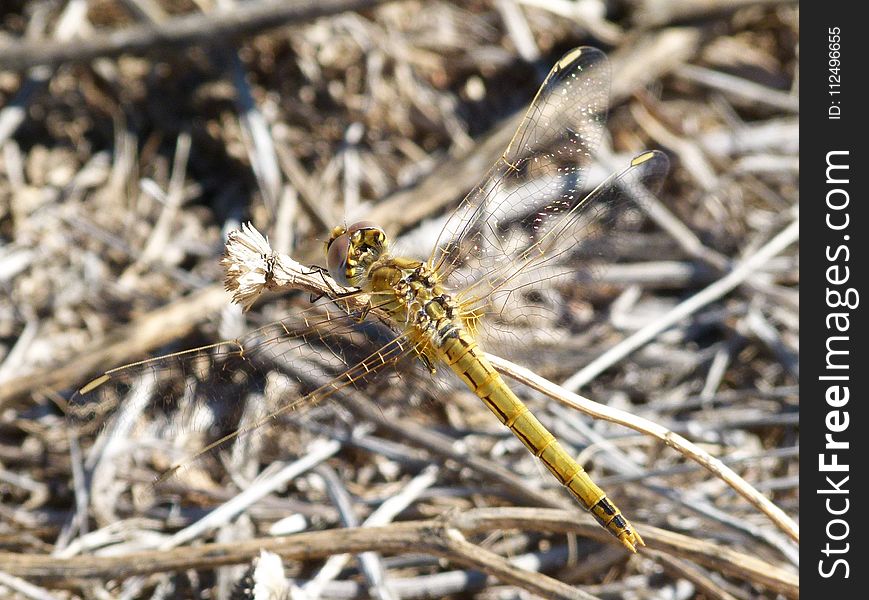 Insect, Invertebrate, Dragonfly, Fauna