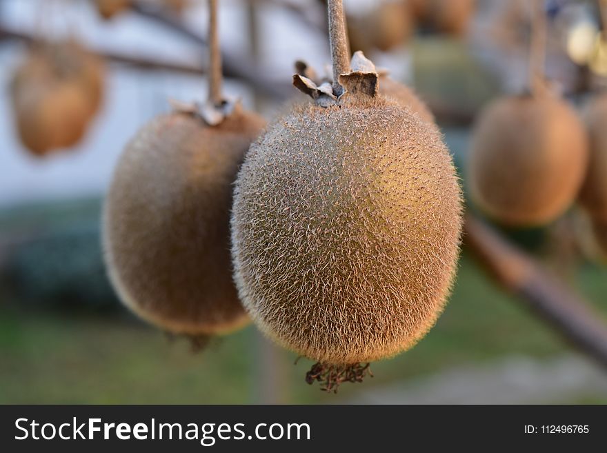 Fruit, Kiwifruit