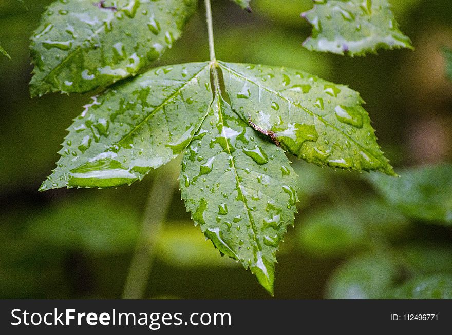Leaf, Water, Drop, Dew