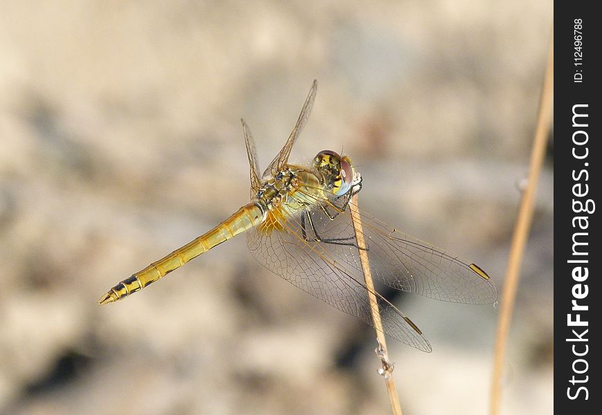 Dragonfly, Insect, Invertebrate, Fauna