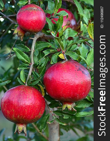 Pomegranate, Fruit, Plant, Apple