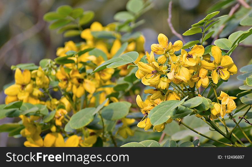 Plant, Flower, Shrub, Senna