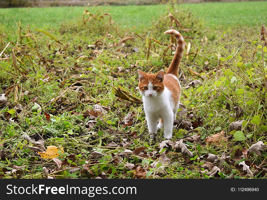 Fauna, Small To Medium Sized Cats, Wildlife, Grass