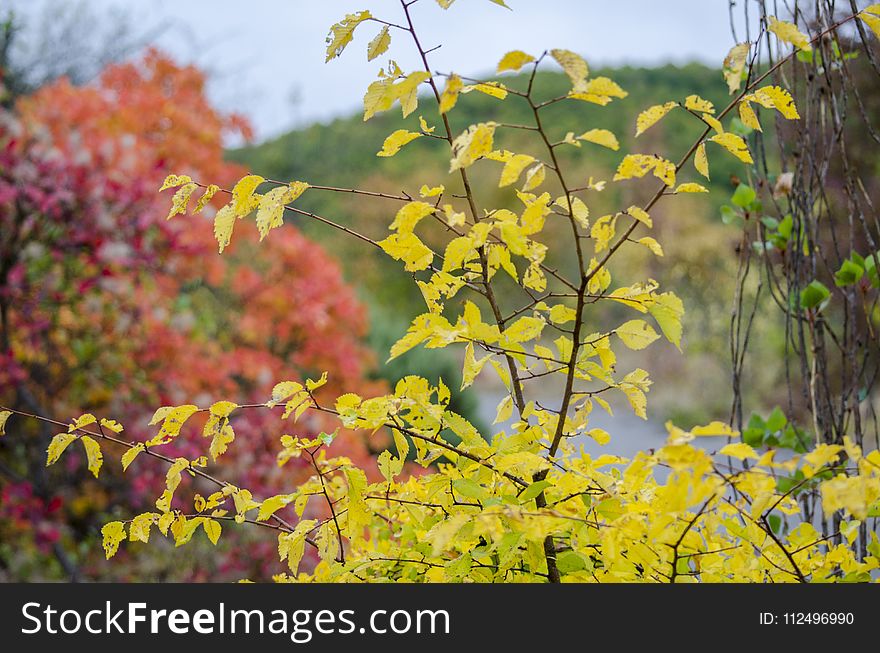 Yellow, Leaf, Autumn, Vegetation