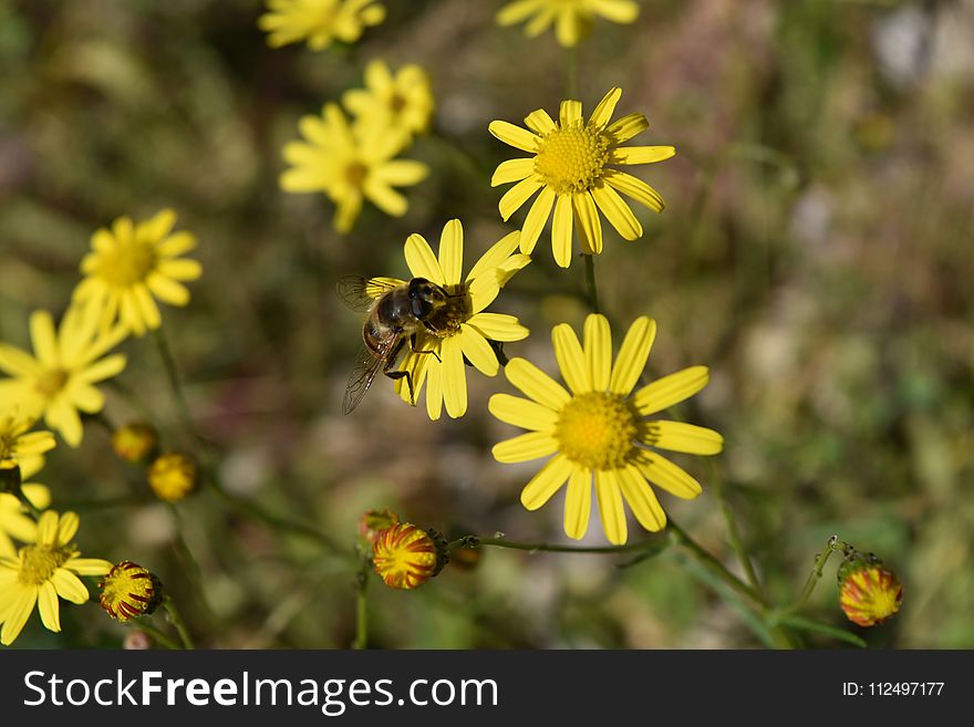Flower, Yellow, Flora, Honey Bee