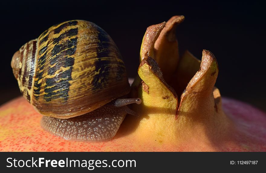 Snails And Slugs, Snail, Molluscs, Conchology