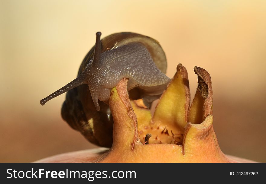 Snails And Slugs, Invertebrate, Fauna, Snail