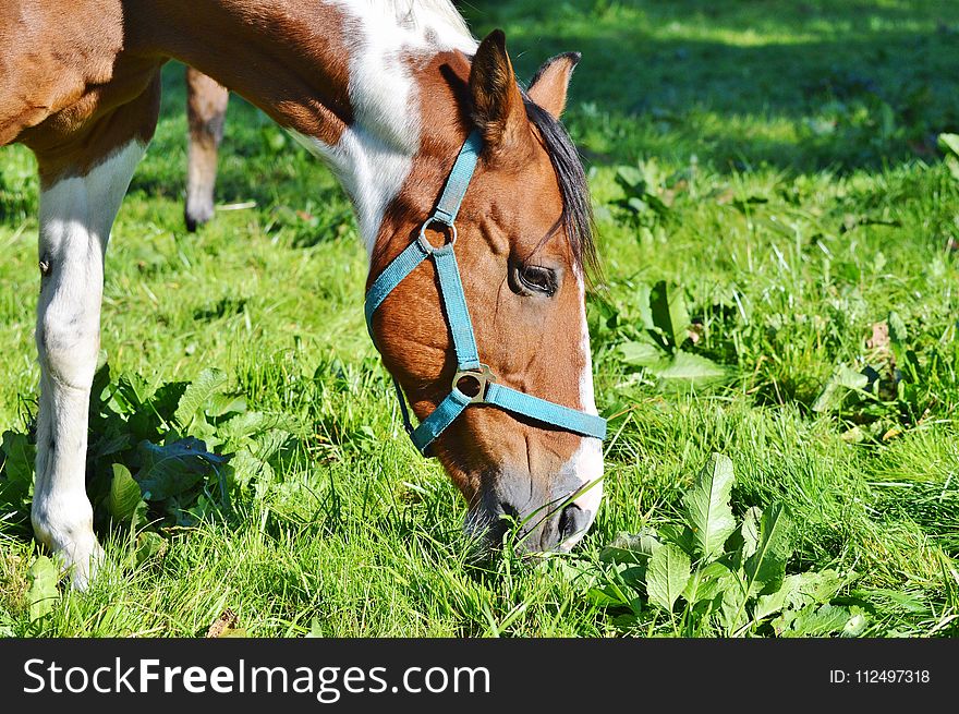 Horse, Halter, Bridle, Grass