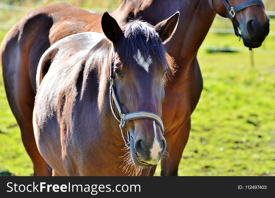 Horse, Bridle, Halter, Rein