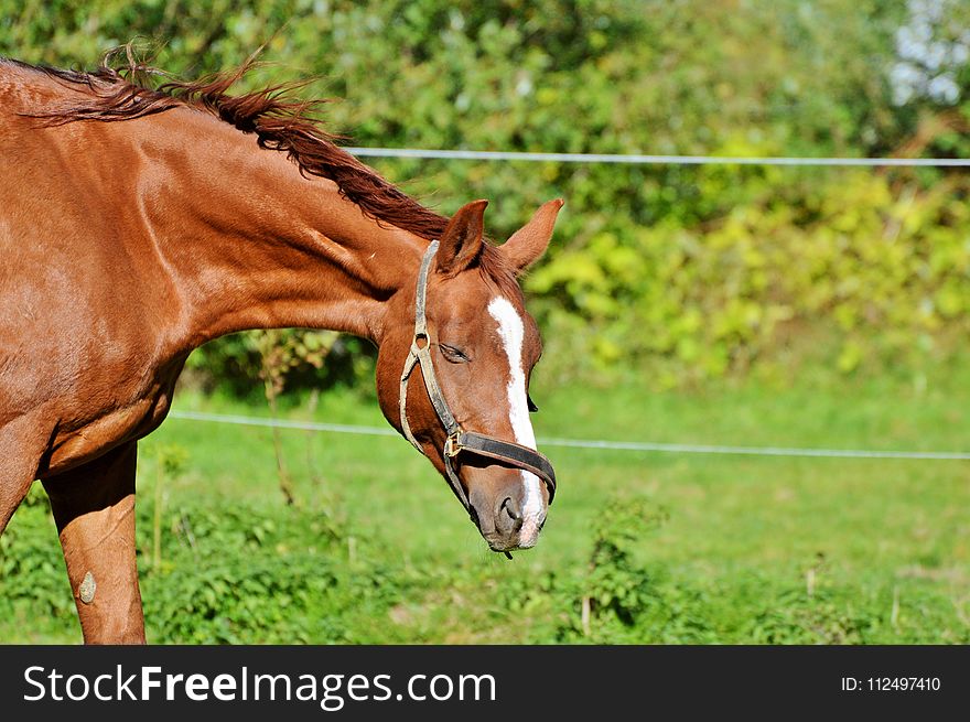 Horse, Bridle, Pasture, Grassland
