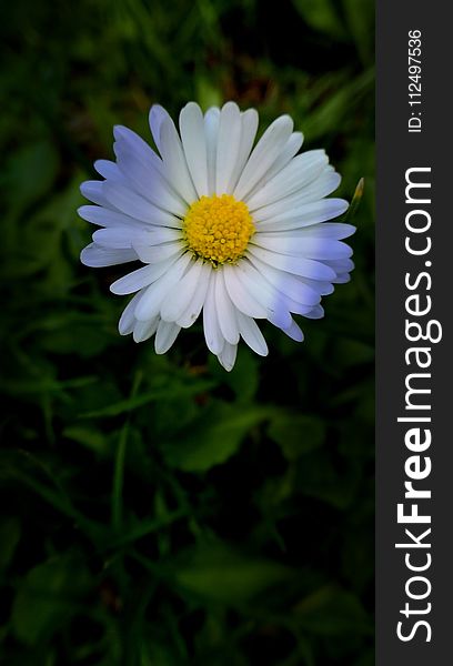 Flower, Plant, Oxeye Daisy, Flora