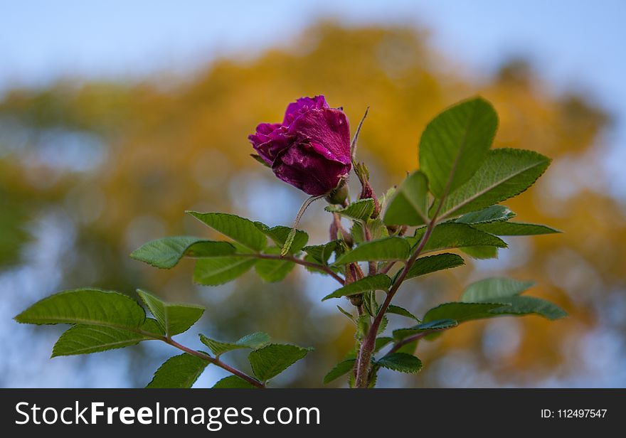 Flower, Rose Family, Plant, Pink