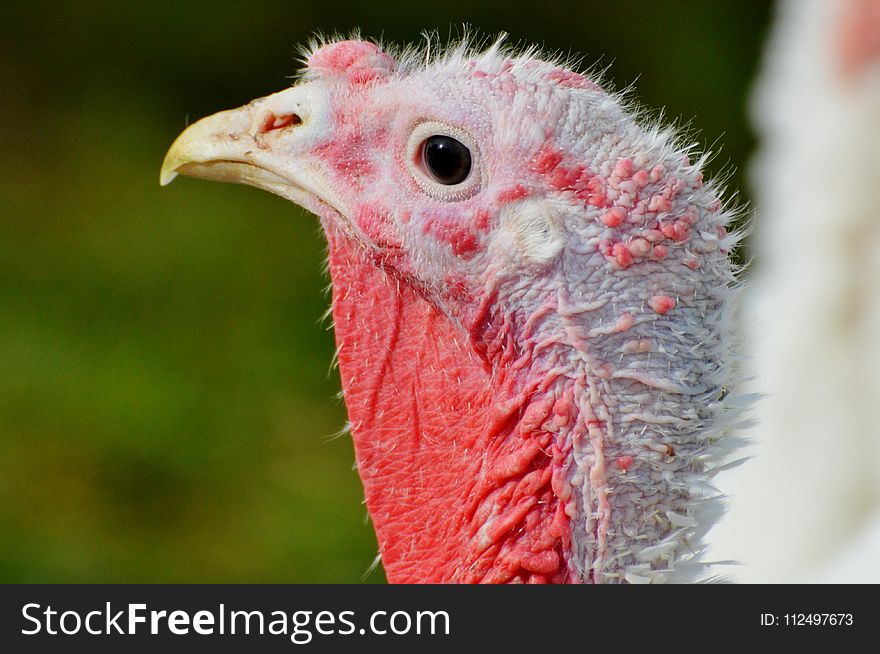 Beak, Bird, Galliformes, Domesticated Turkey