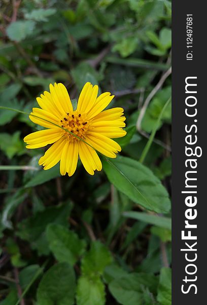 Flower, Yellow, Plant, Flora