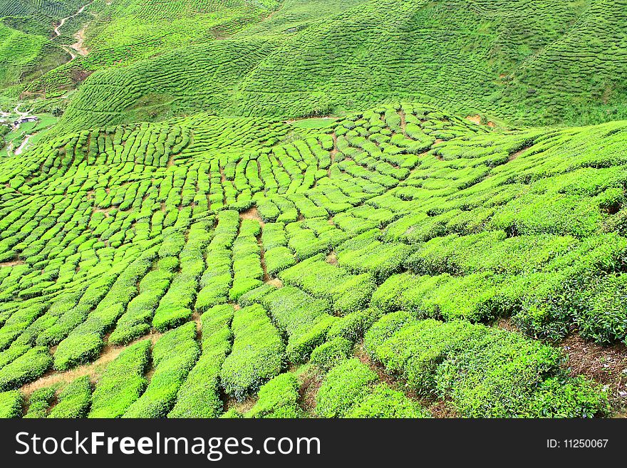 A slope and valley of tea farm in cameron highlands. A slope and valley of tea farm in cameron highlands