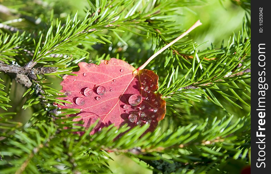 Red autumn leaf with water drops