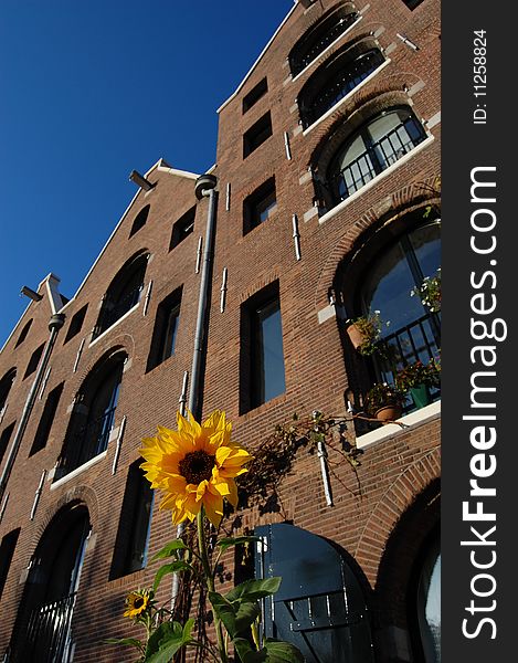 Sunflower with canal houses in the background. Sunflower with canal houses in the background