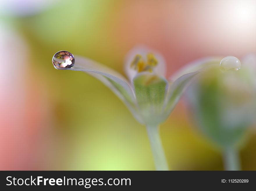 Beautiful Flowers Reflected In The Water,artistic Concept.Tranquil Abstract Closeup Art Photography.Floral Fantasy Design.