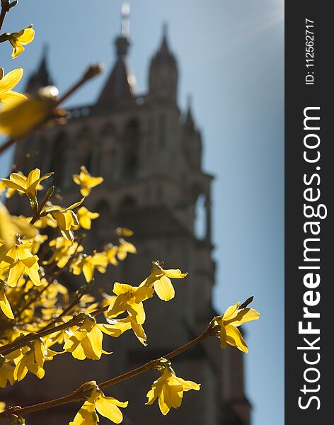 Yellow flowering shrub in early spring in front of a church
