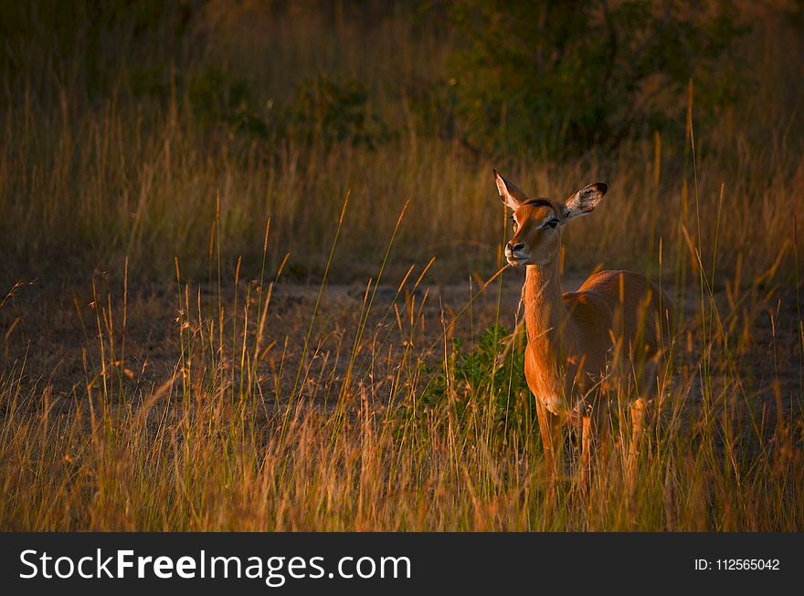 Photo of Brown Deer during Sunset